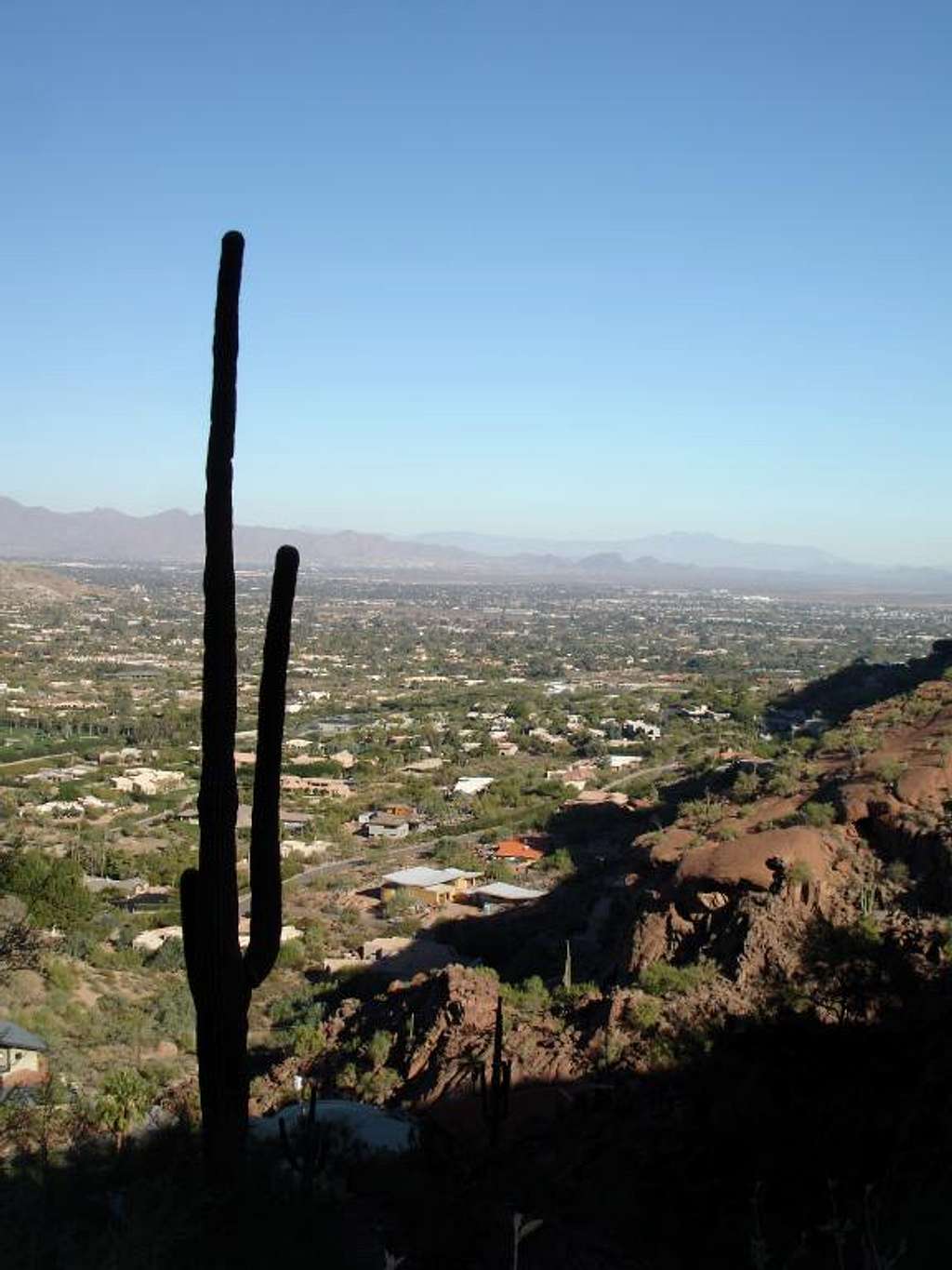 Silhouetted Saguaro