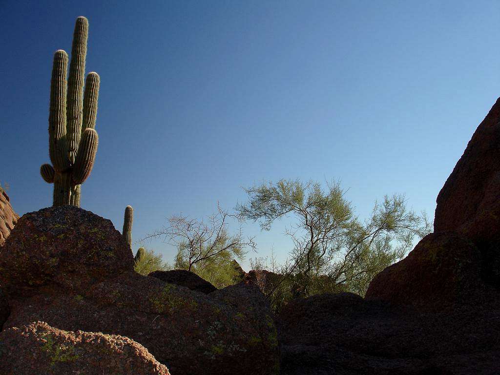 Saguaro along the trail