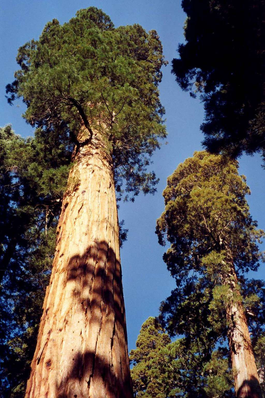 Magnificent Giant Sequoias