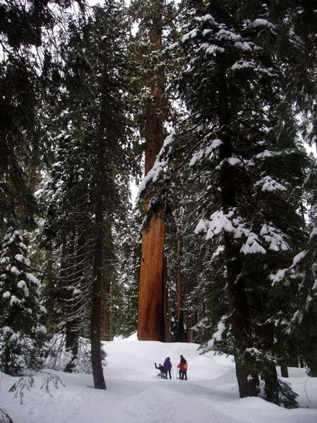 Snowshoeing near the McKinley Tree