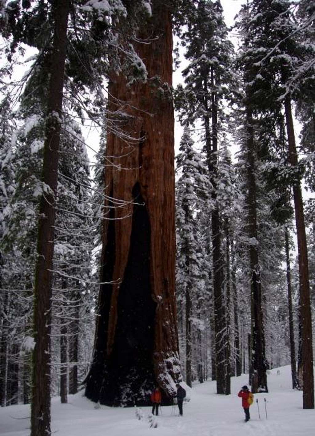 Snowshoeing to the Franklin Tree