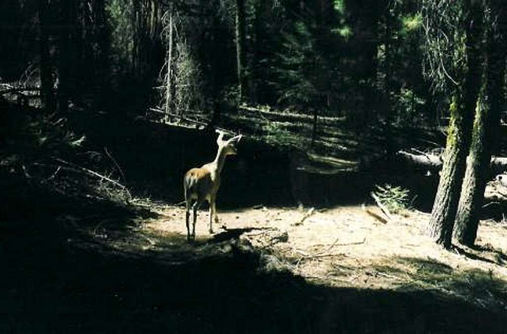 Mule Deer, Redwood Canyon