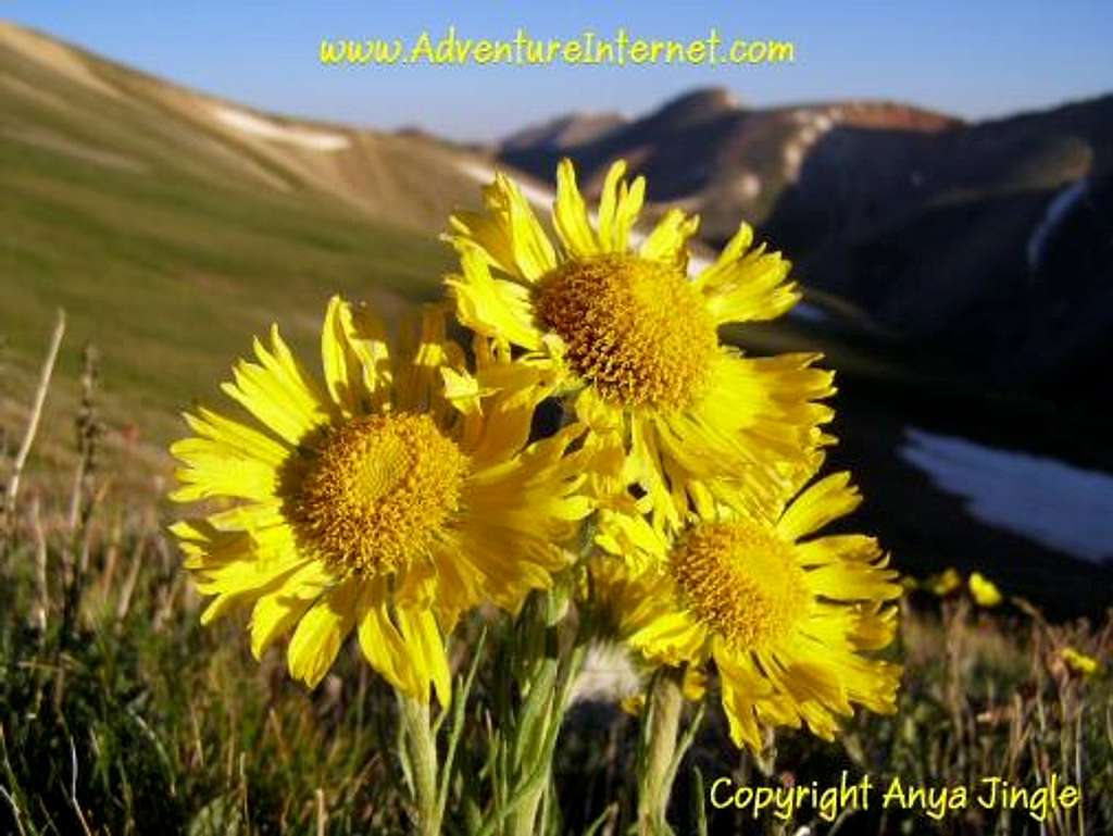 Alpine Sunflowers