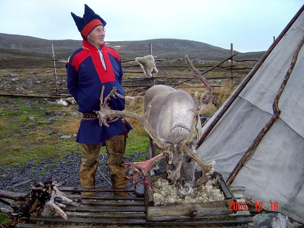 Reindeer and a Norwegian