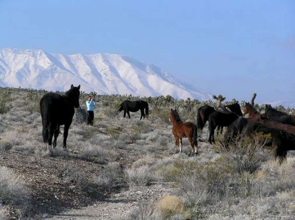 With Wild Horses of Cold Creek