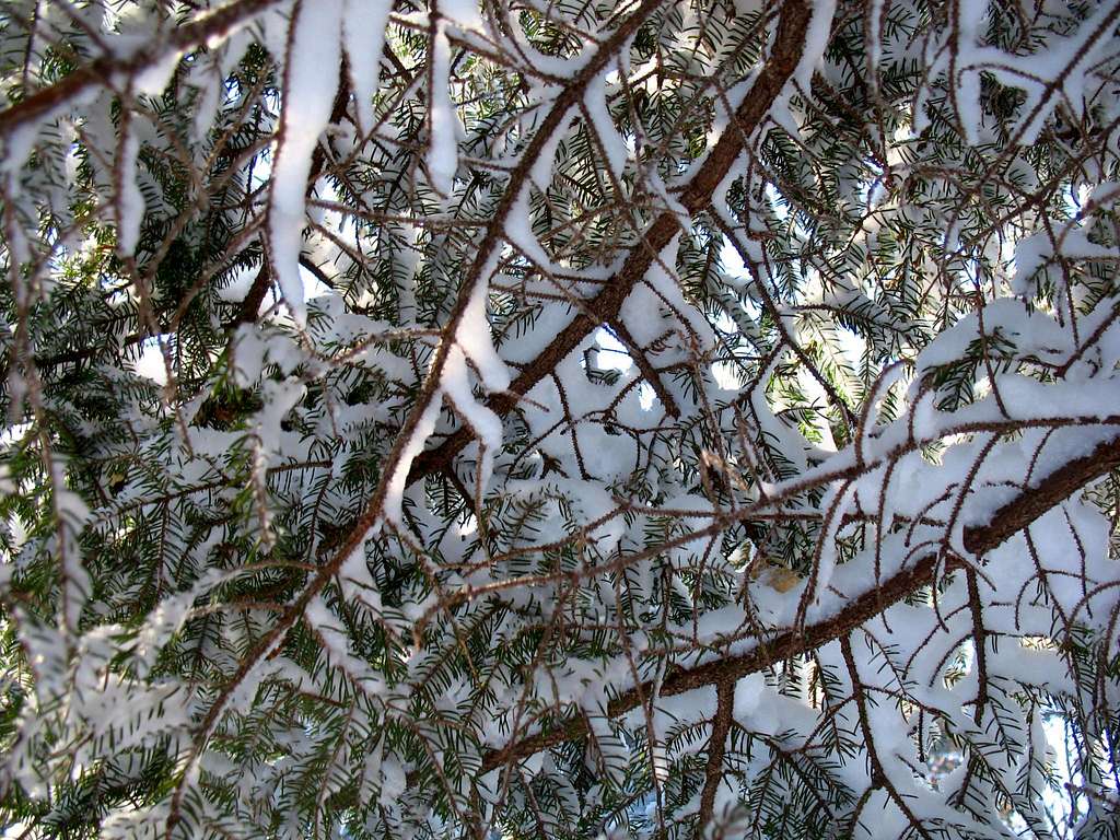 Frosted Pine...