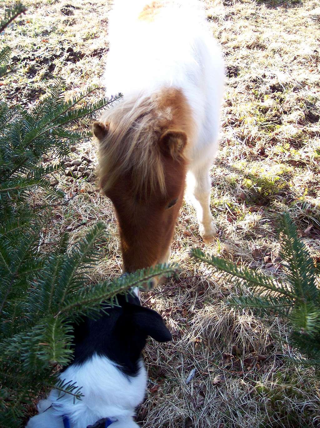 Apparently, Dogs and Ponies Get Along