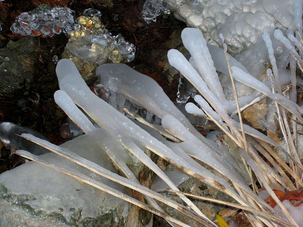 Icicles Dressing the Flora in Allison Gulch Creek