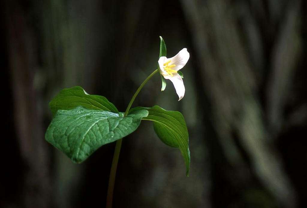 Trillium