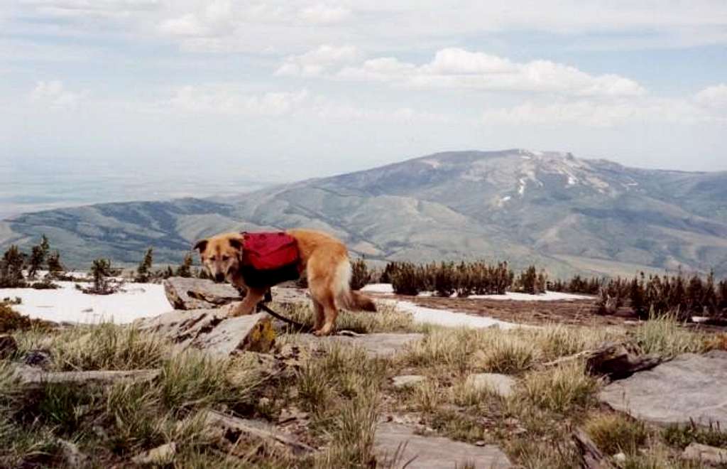Blondie on the summit of Mt....