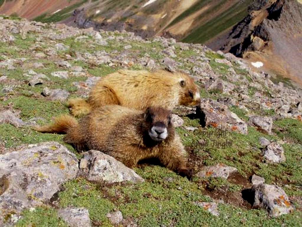 Colorado Marmots