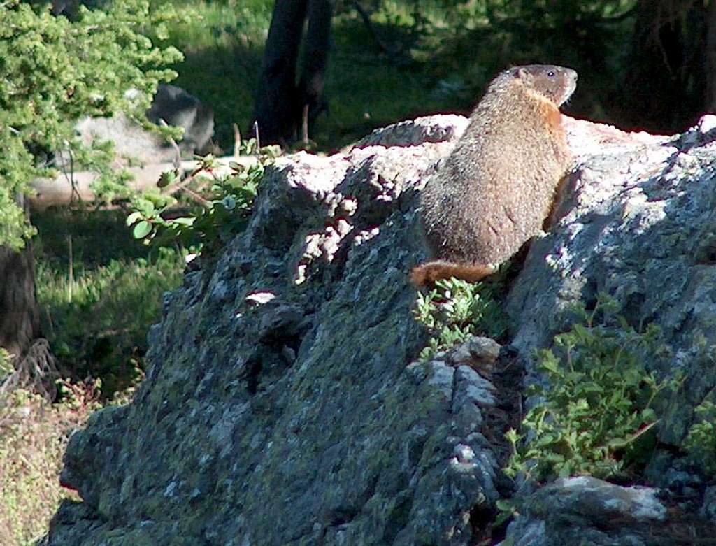 Marmot on Rock