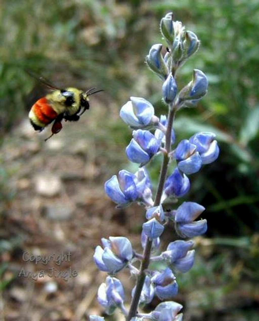 Bee on route to Lupine flower