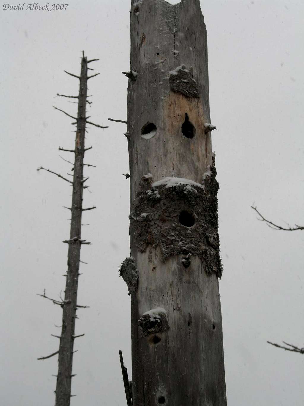 Woodpeckers were here