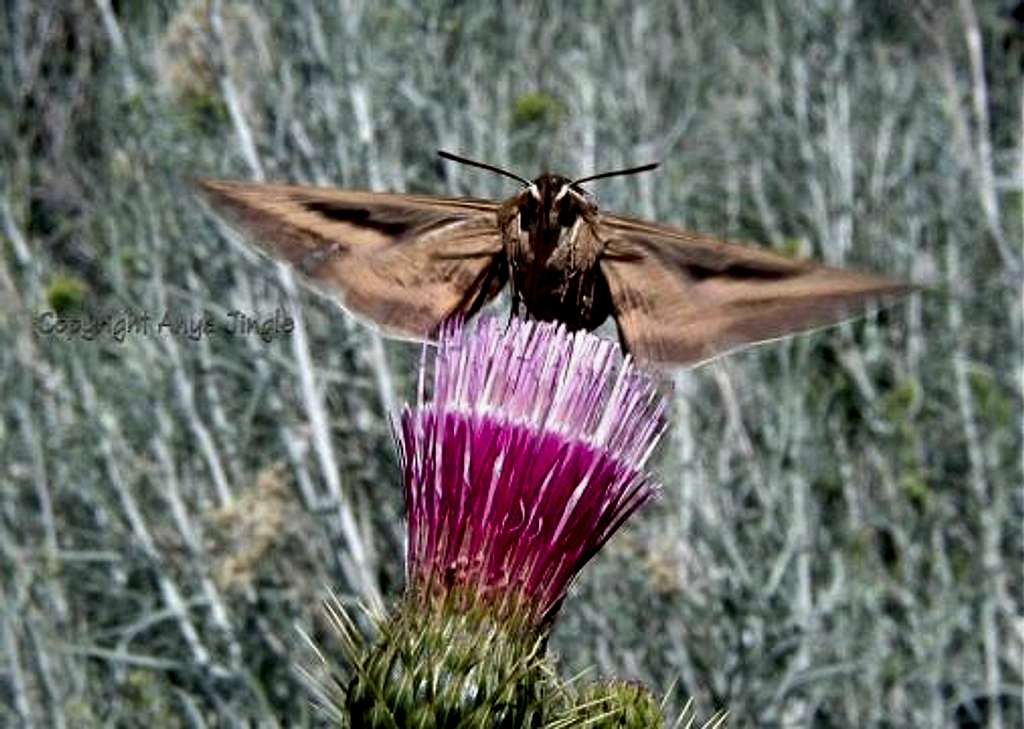 'Hummingbird' Moth