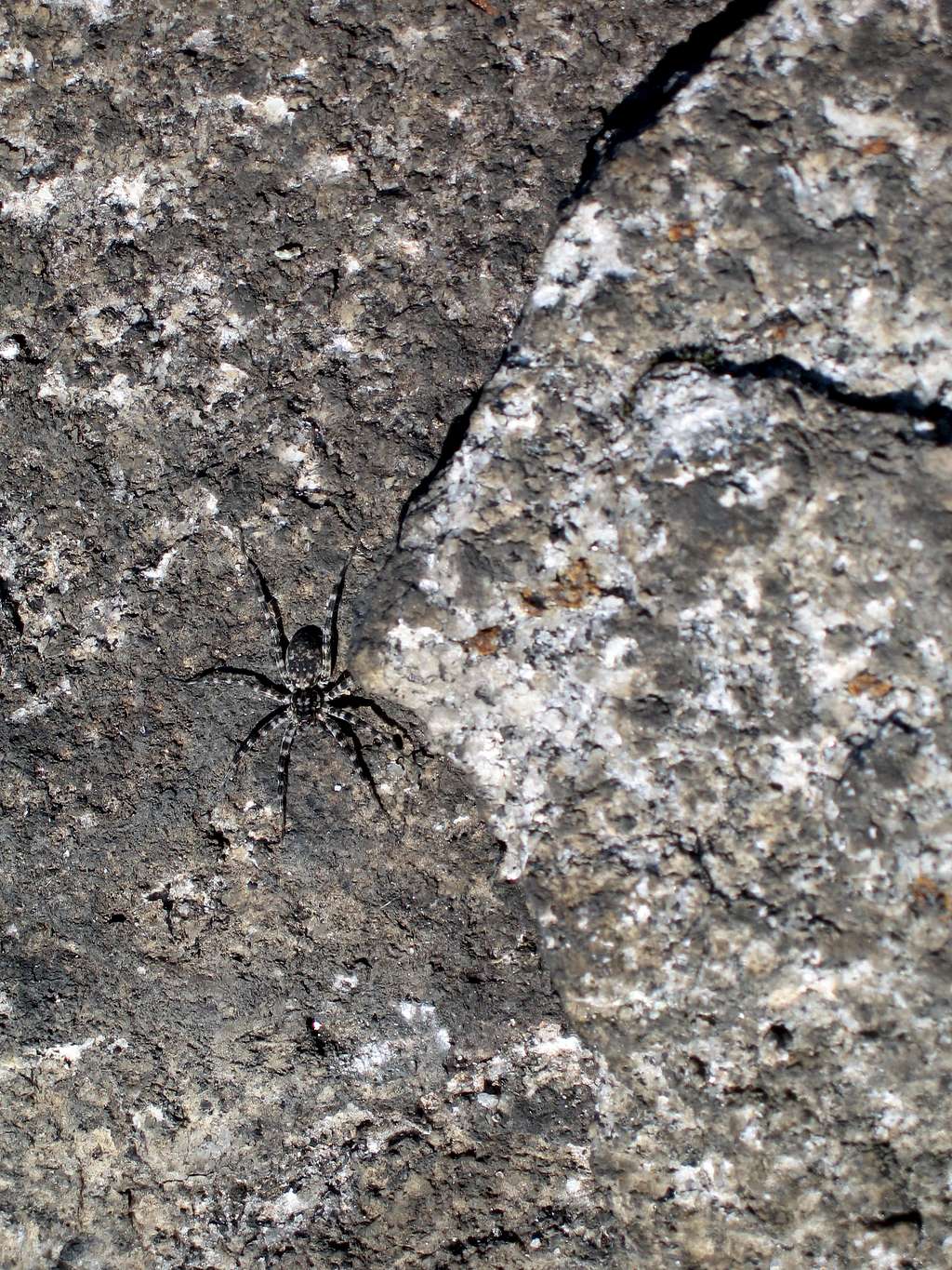 Lichen Colored Spider