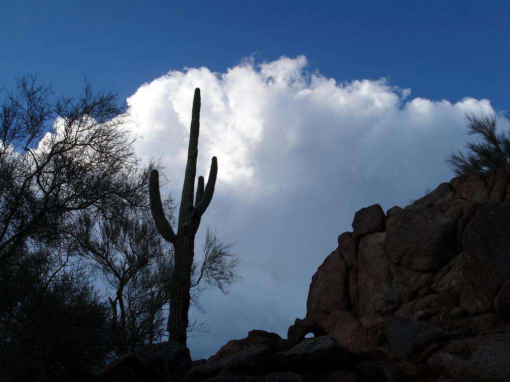 Storm brewing, cactus silhouetted