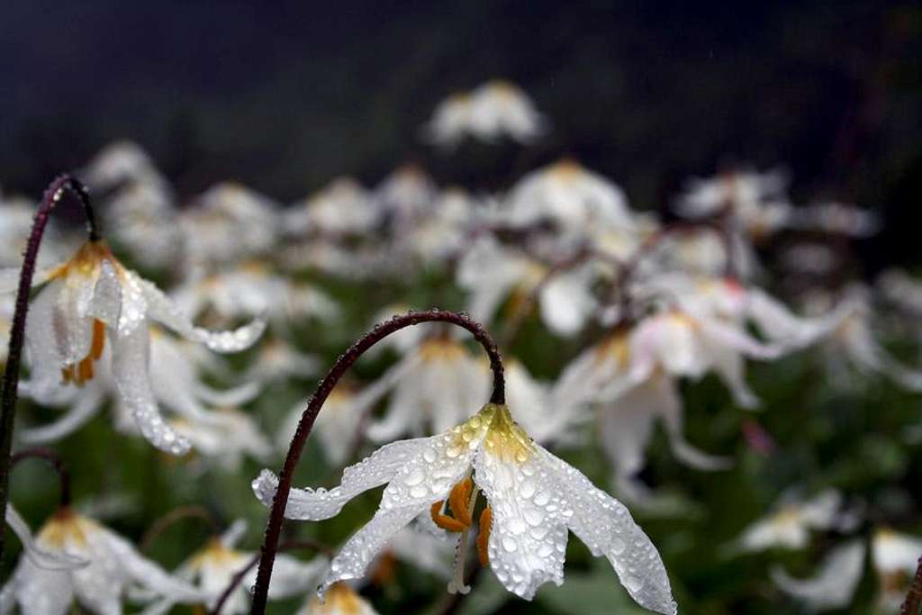 Sea of Avalanche Lilies