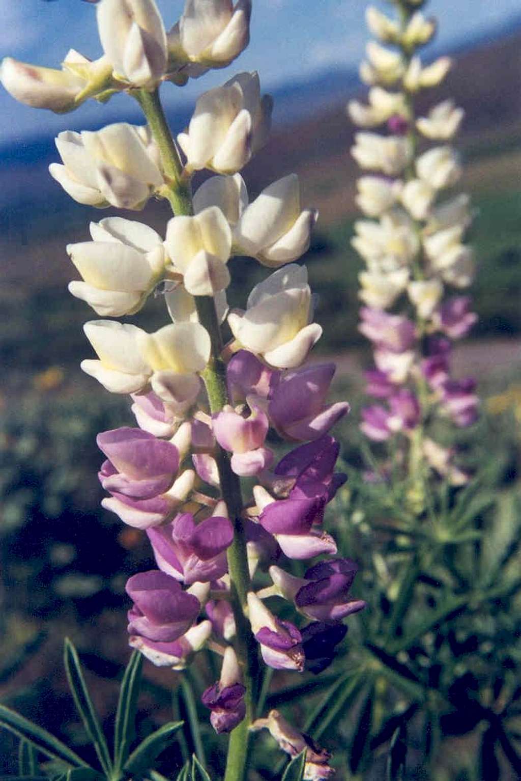 Spurred Lupine (Lupinus laxiflorus)