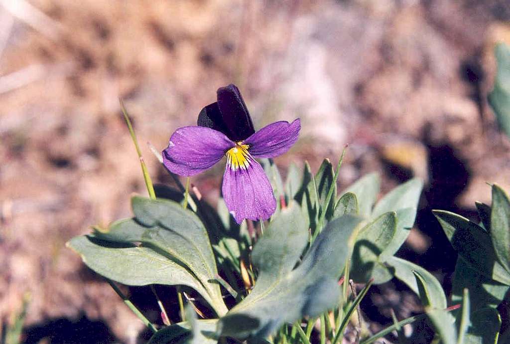 Rainier Violet (Viola trinervata)