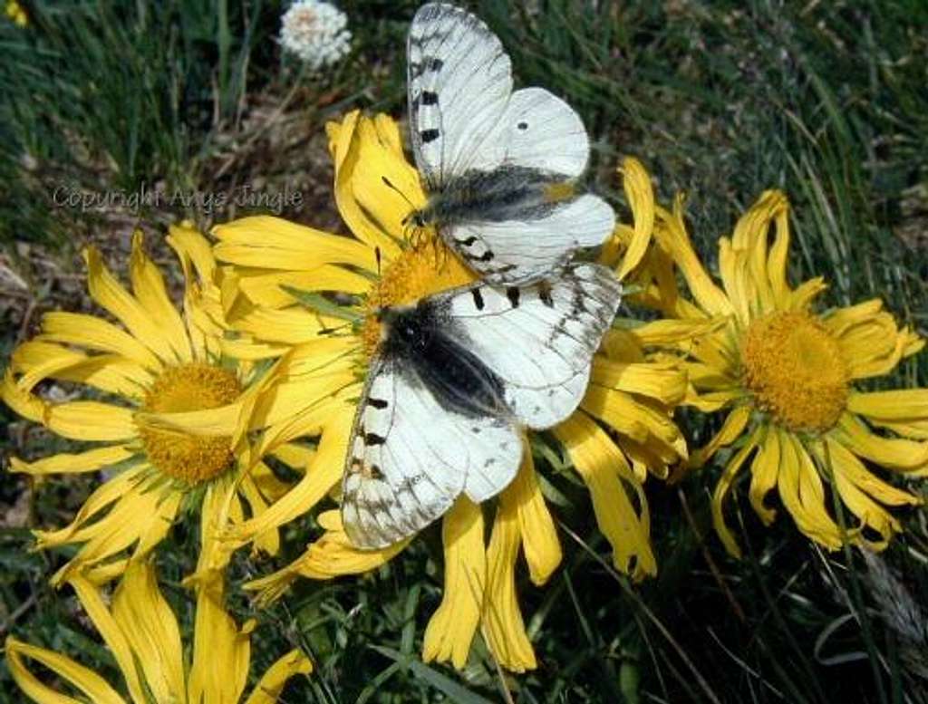 Phoebus Parnassian Butterflies