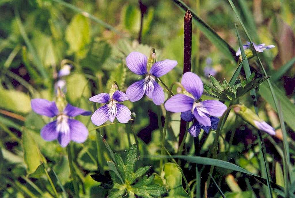 Blue Marsh Violet (Viola cucullata)