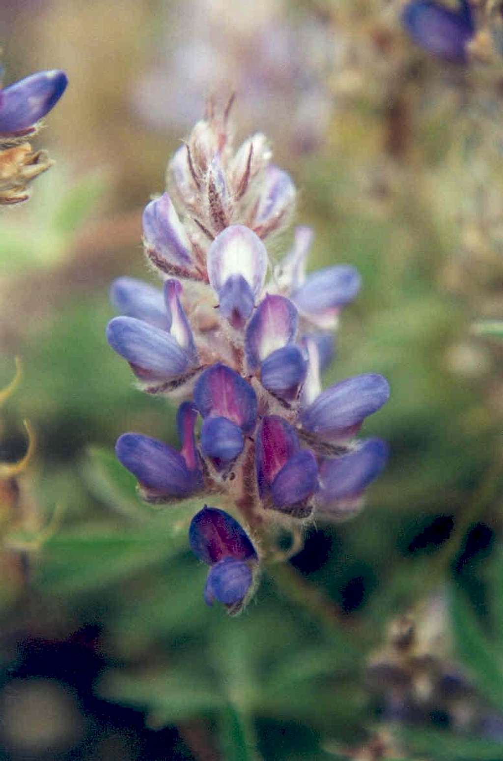 Subalpine Lupine (Lupinus lepidus lobbii)