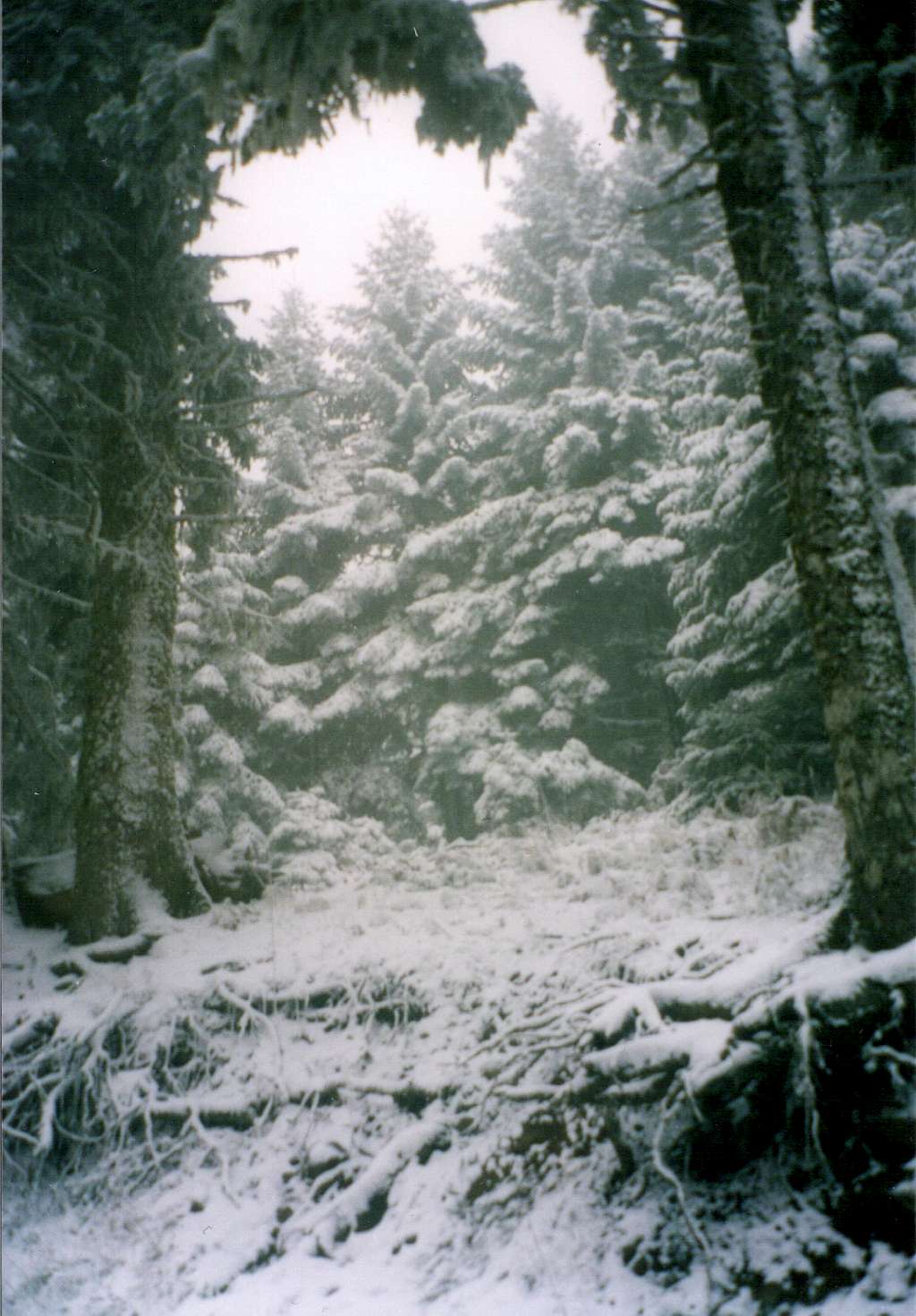 In the snowcapped fir forest below Milia peak(north ridgeline of Vardoussia)