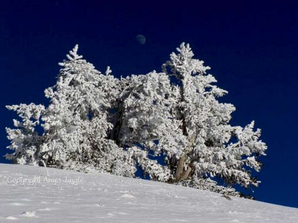 Snowy Bristlecone Pines