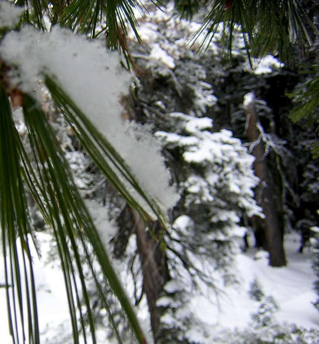 Pine Needle Avalanche