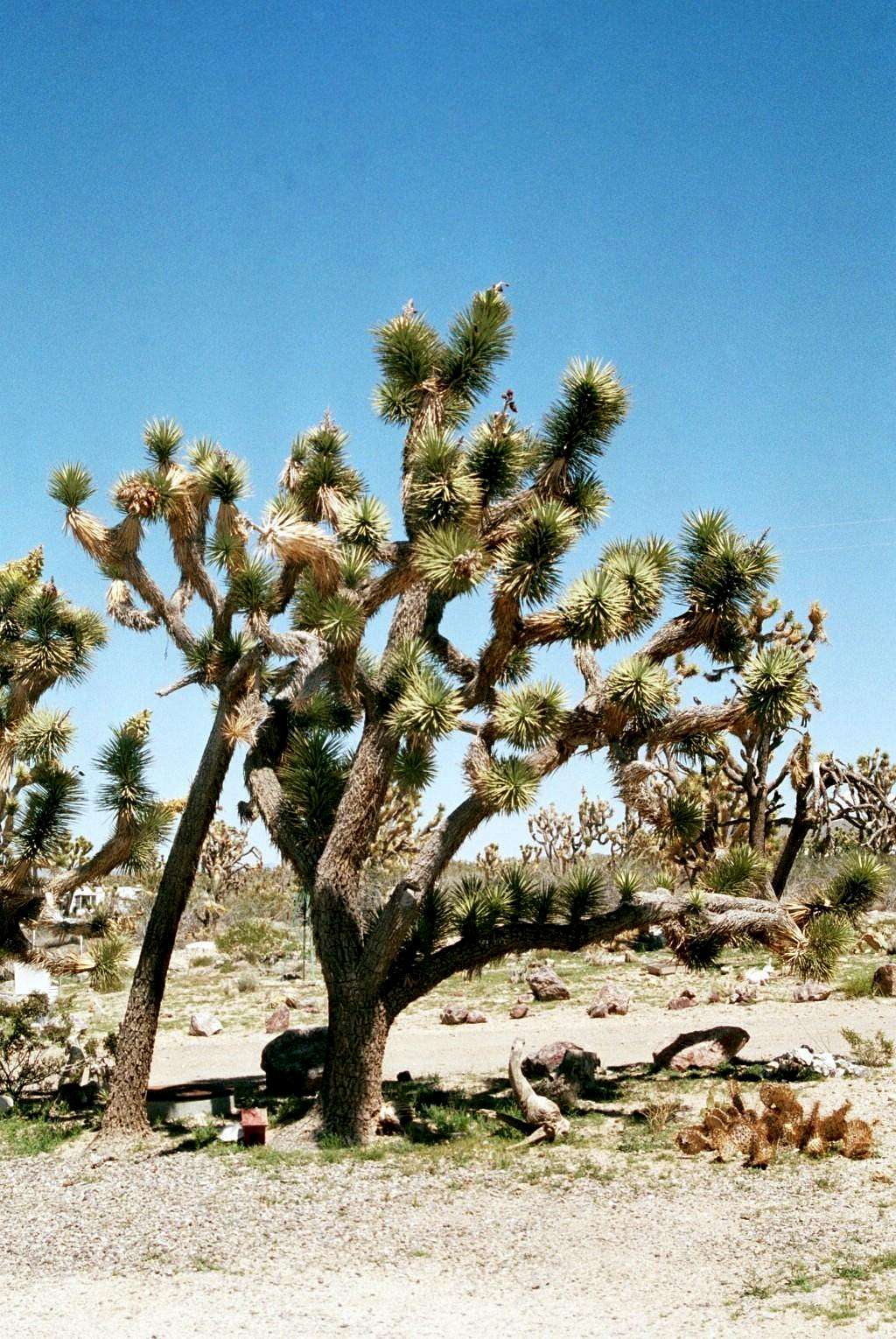 Arizona Joshua Tree