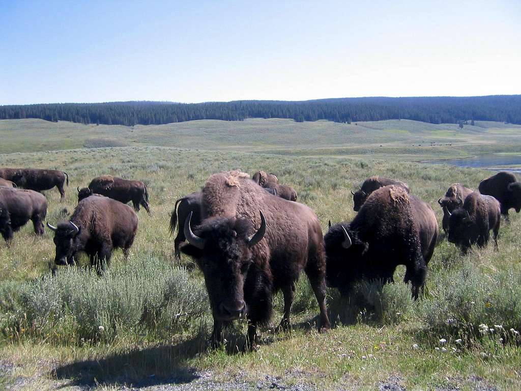 Yellowstone wildlife.