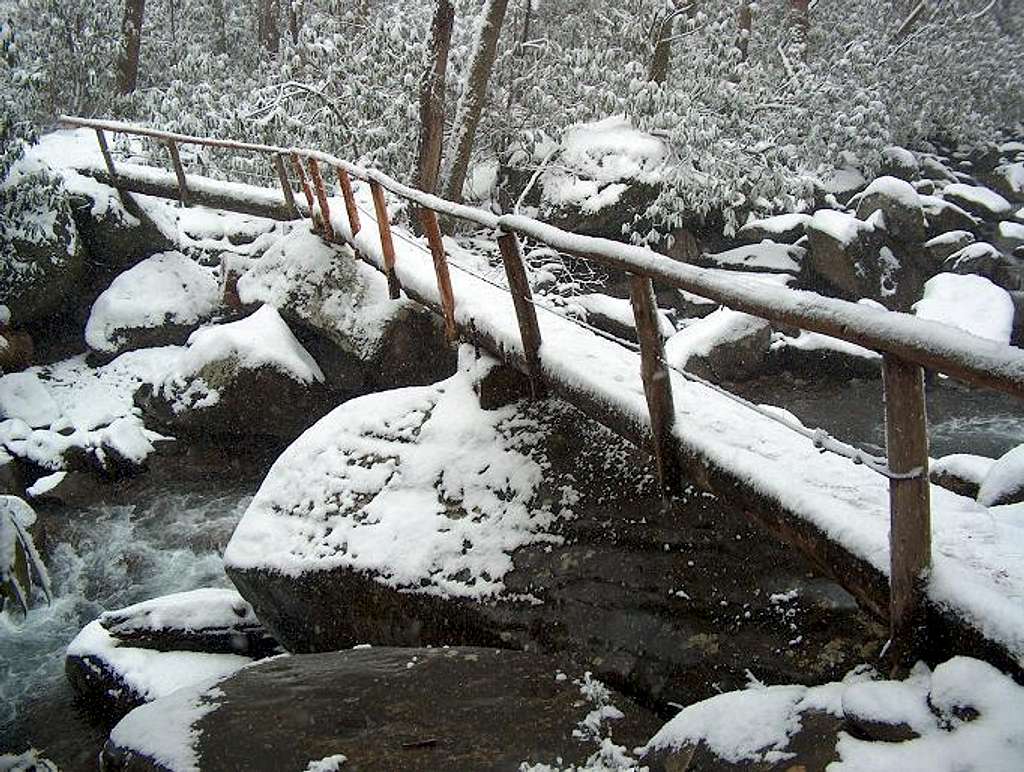 Footbridge with Rhododendrons in Snow