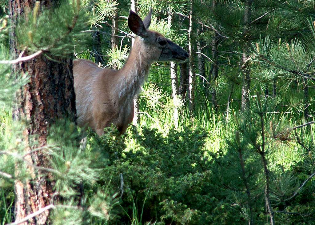 Deer, Harney Peak Trail