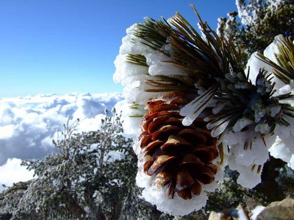 Pine cone at the summit of San Bernardino Peak