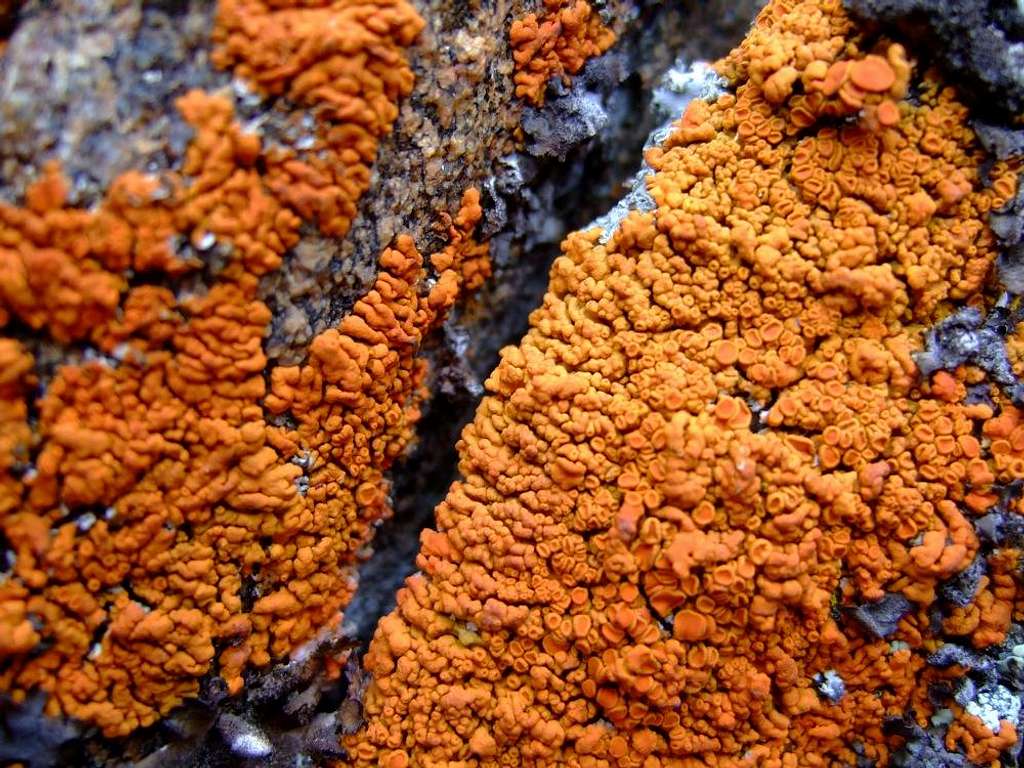 Orange Lichen on Spitler Peak