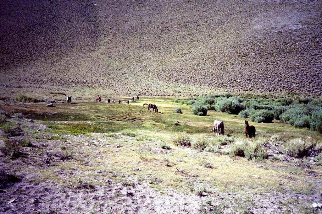 Wild horses in Trail Canyon