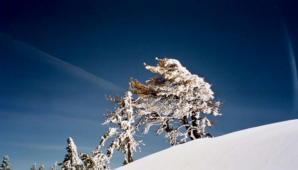 Frosted Trees at Bear Summit Ski Resort