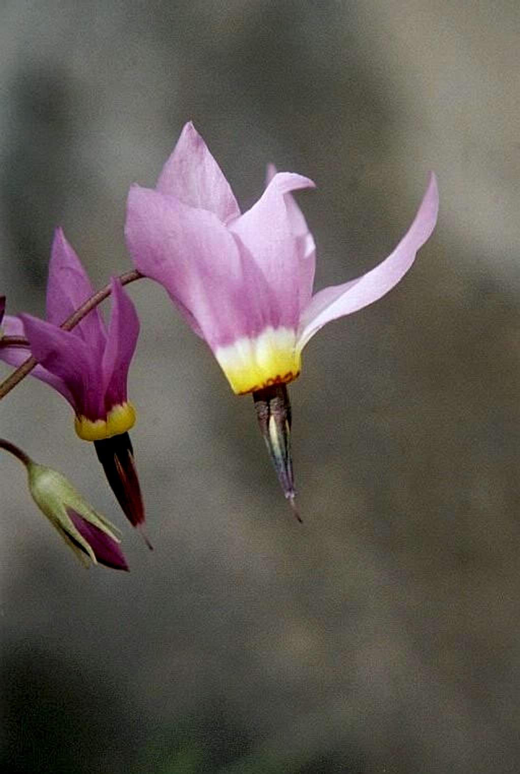 Narcissus Shooting-Star (Dodecatheon poeticum)
