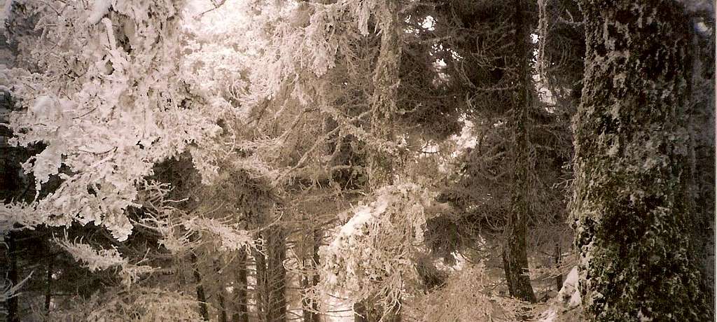 Snowed fir trees near Skipiza