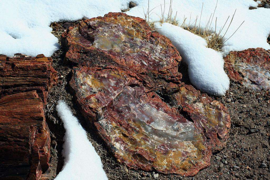 Petrified log on Giant Logs Trail