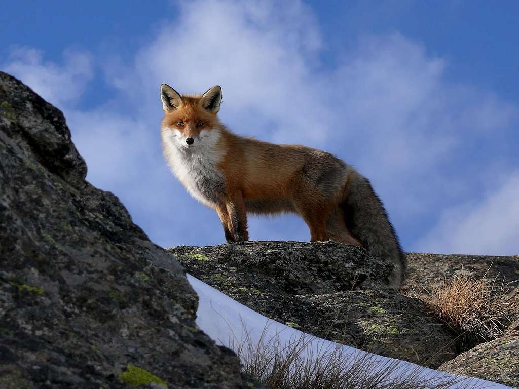 The Fox (Valsavarenche, Gran Paradiso)...