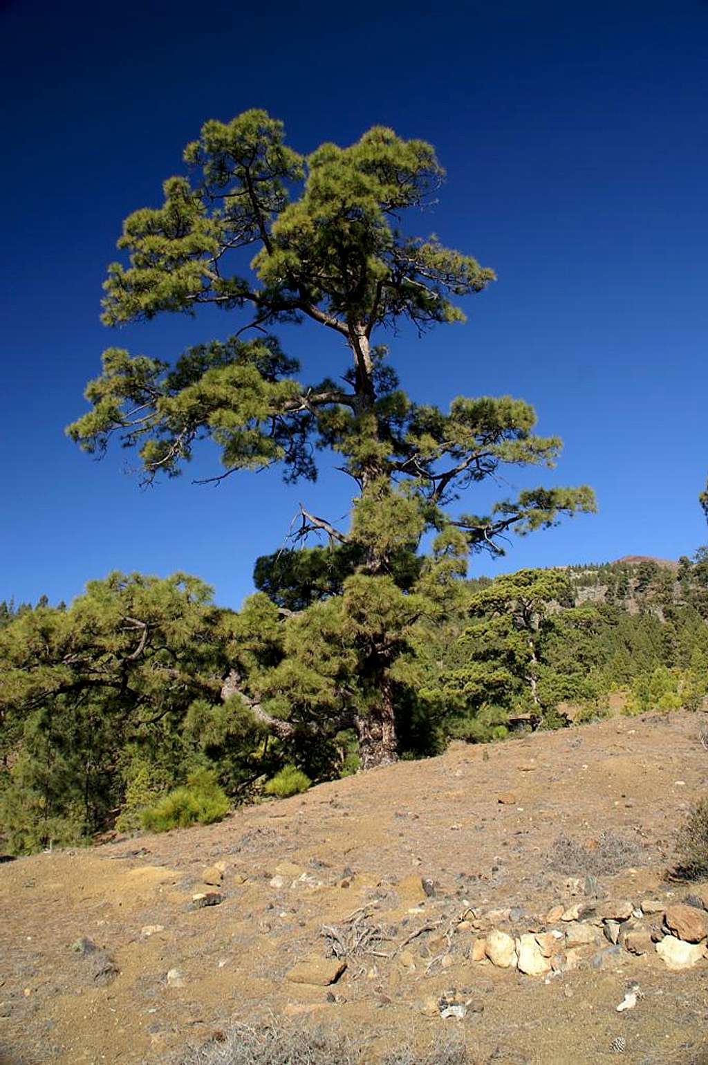Canarian Pine