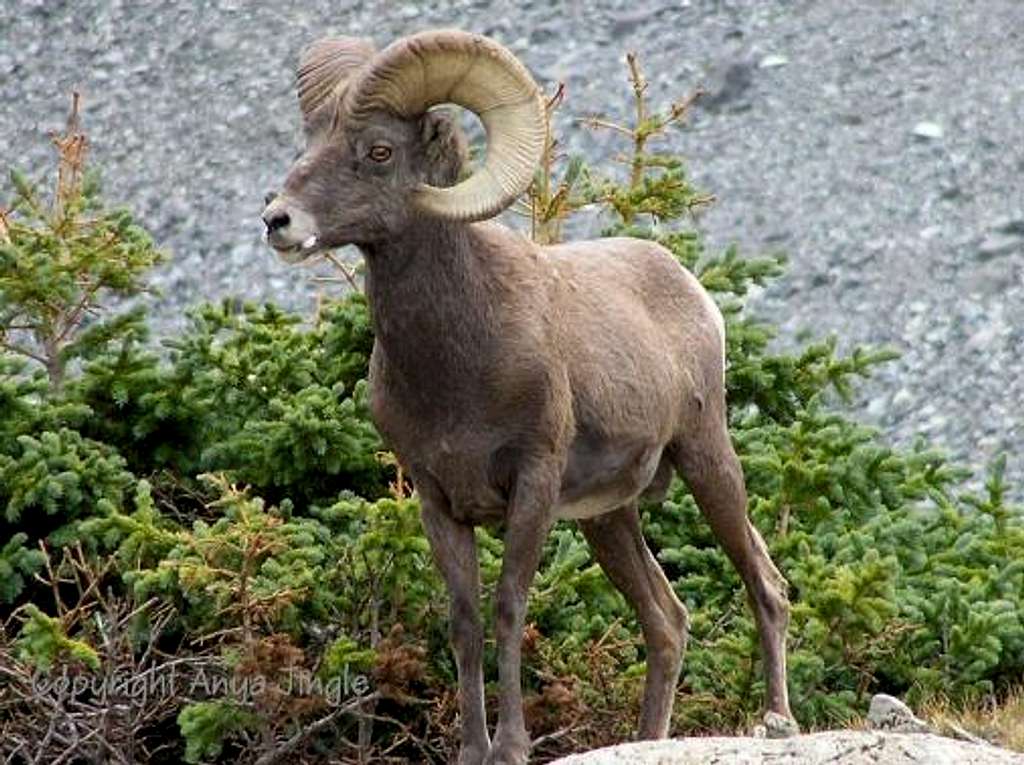 Colorado Ram