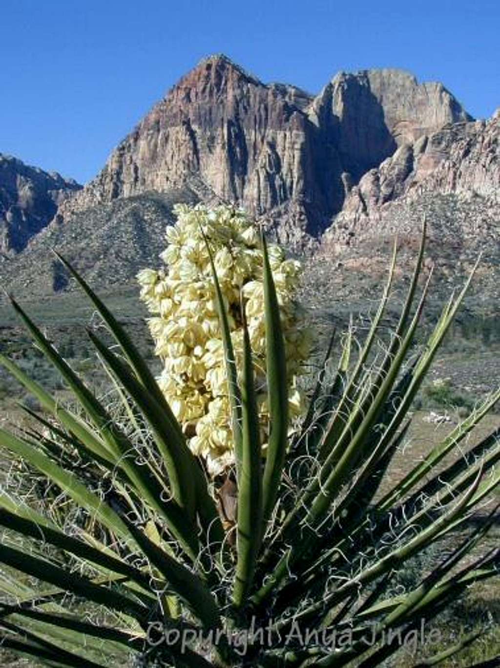 Mojave Yucca in Bloom