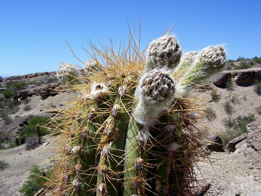 Cacti