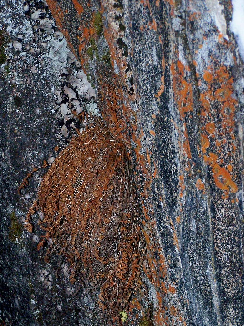 Amazing Flora/lichens of Hyalite Canyon