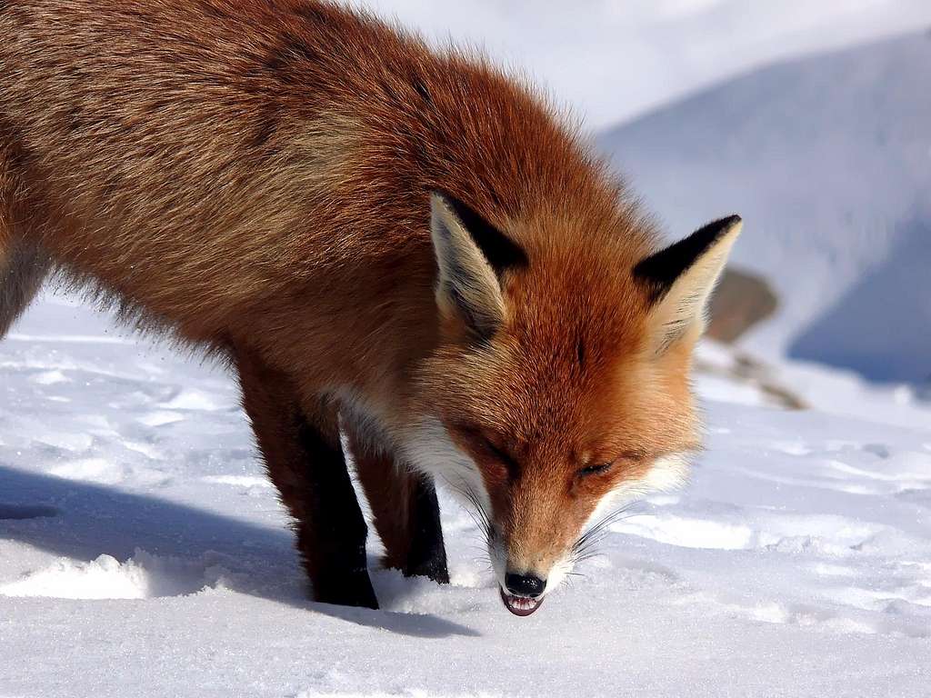 The Fox (Valsavarenche, Gran Paradiso), 22 febbraio 2007