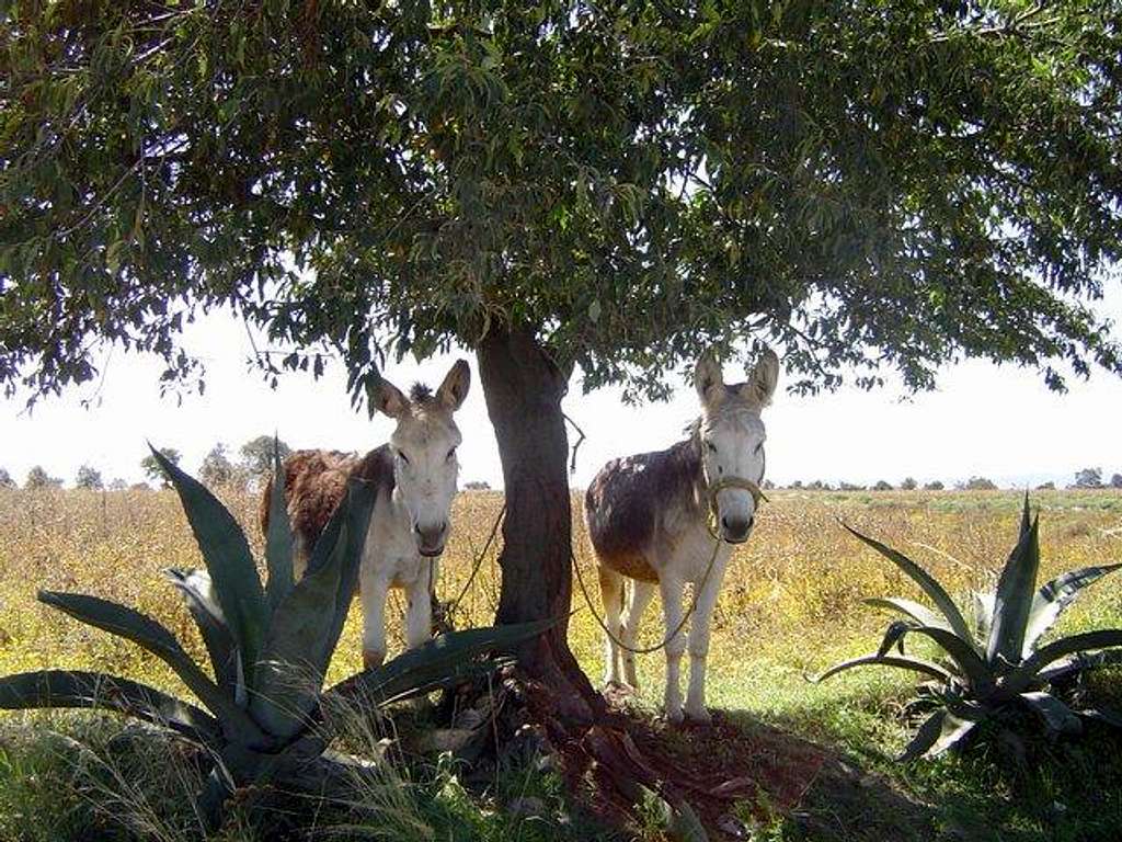 Donkeys near by pico orizaba (mex)