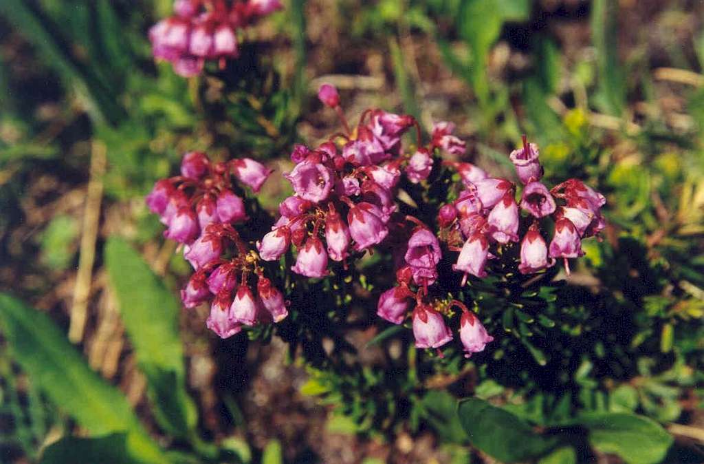Pink Mountain Heather (Phyllodoce empetriformis)